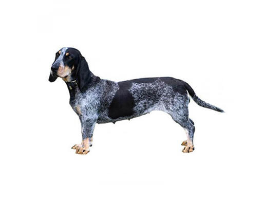 Basset blue clearance